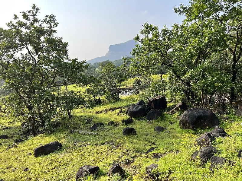 Buffalos bathing in water near Rajmachi trailhead