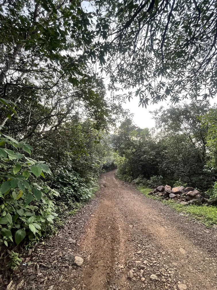The very noisy Shirota forest